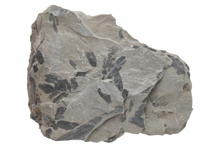 Pennsylvanian Fossil Fern (Neuropteris) Plate - Kentucky #224625